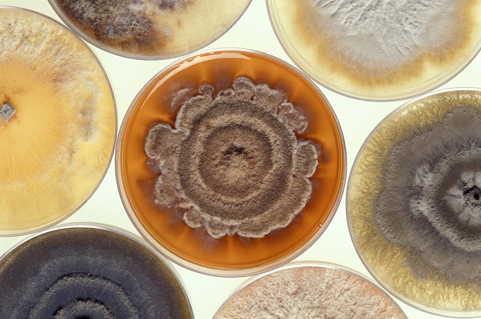 Petri dishes with mold growing