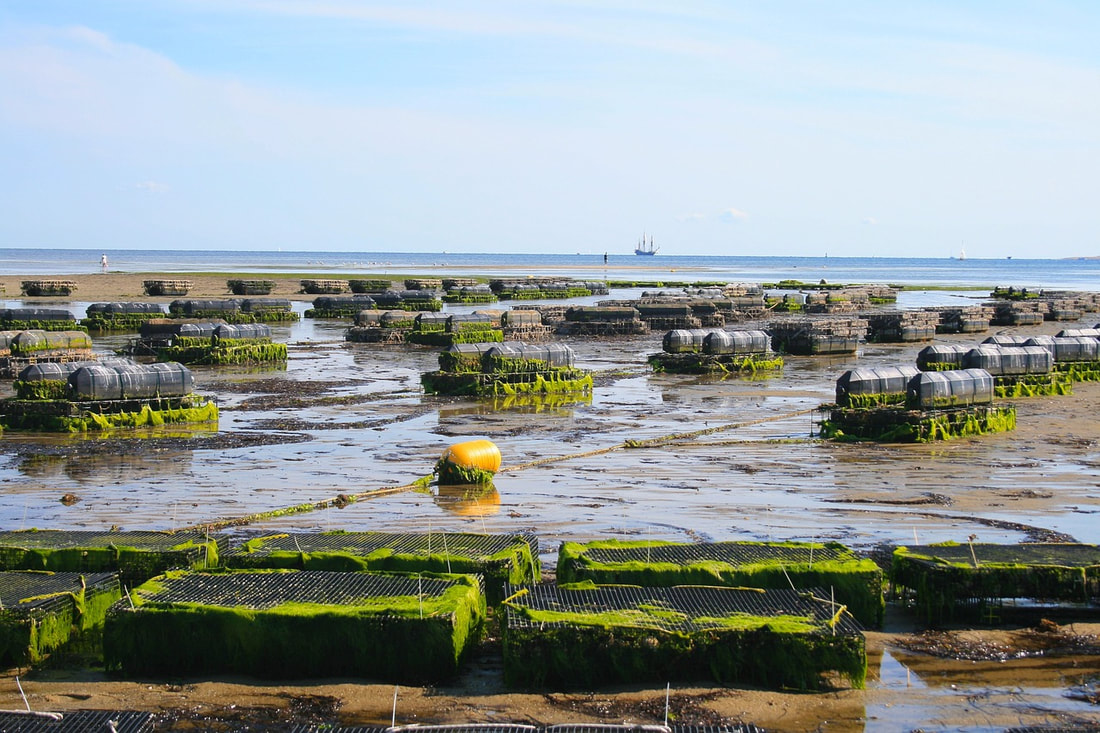 An oyster farm during low tide with cages exposed