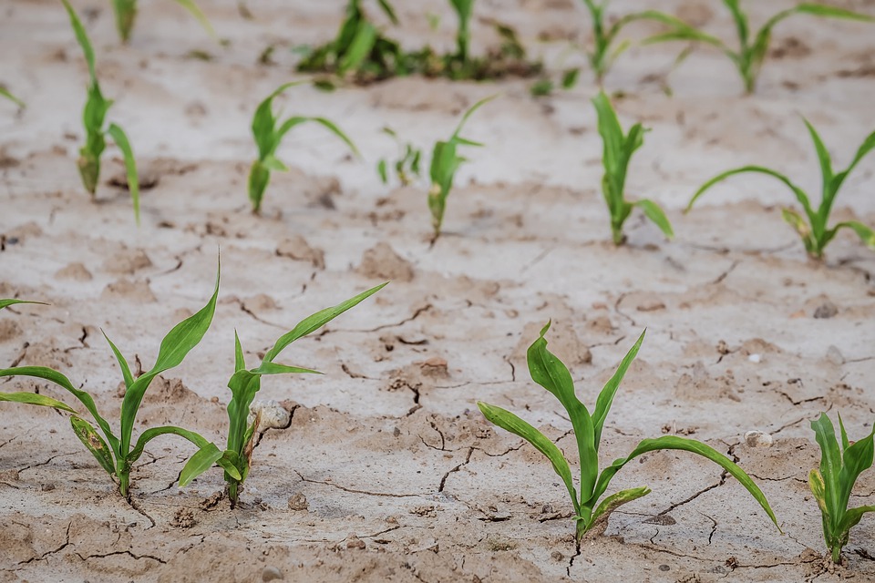 Corn sprouts in a dry field