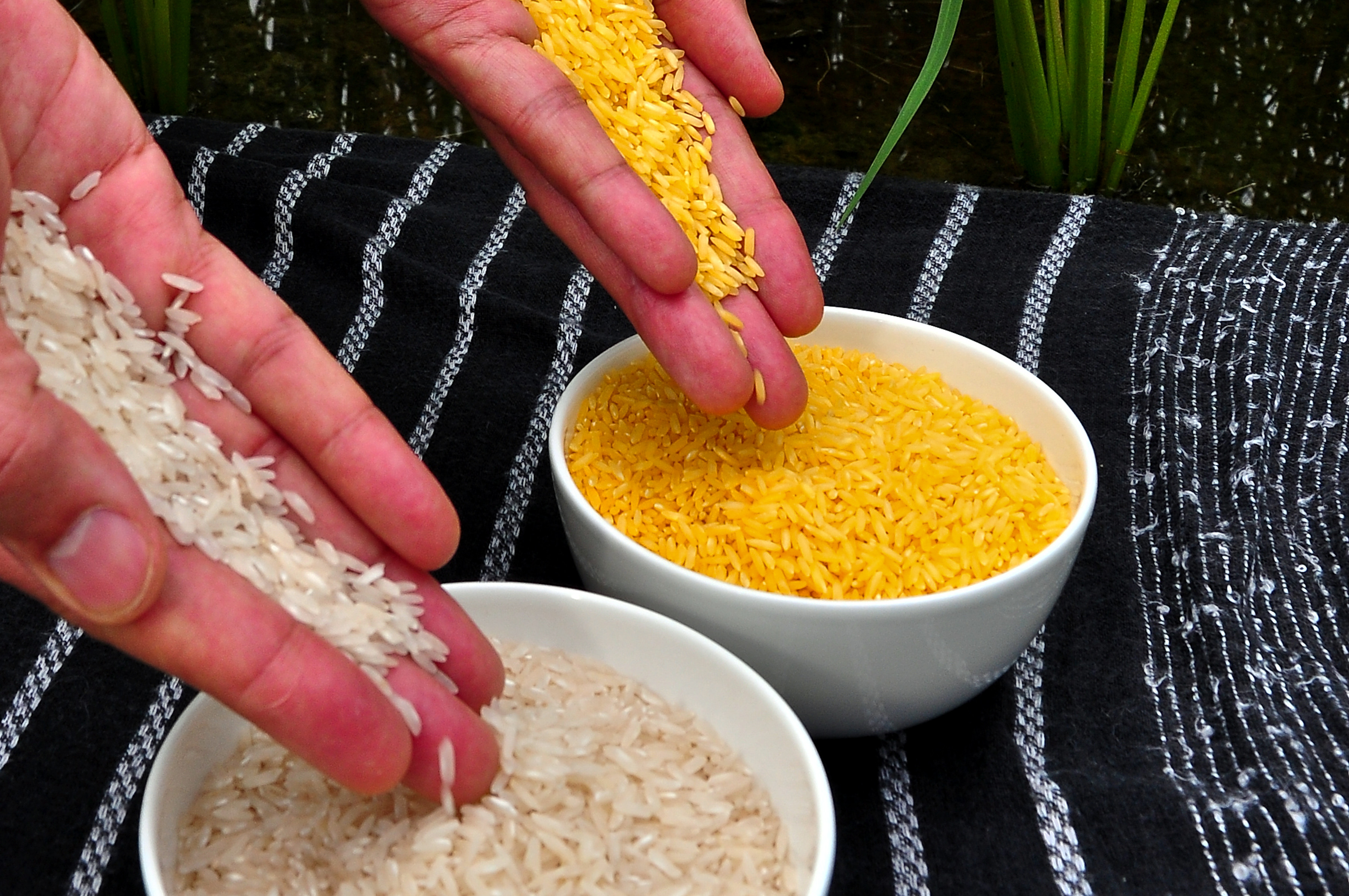 Image of two bowls of rice, one containing white rice the other has golden rice