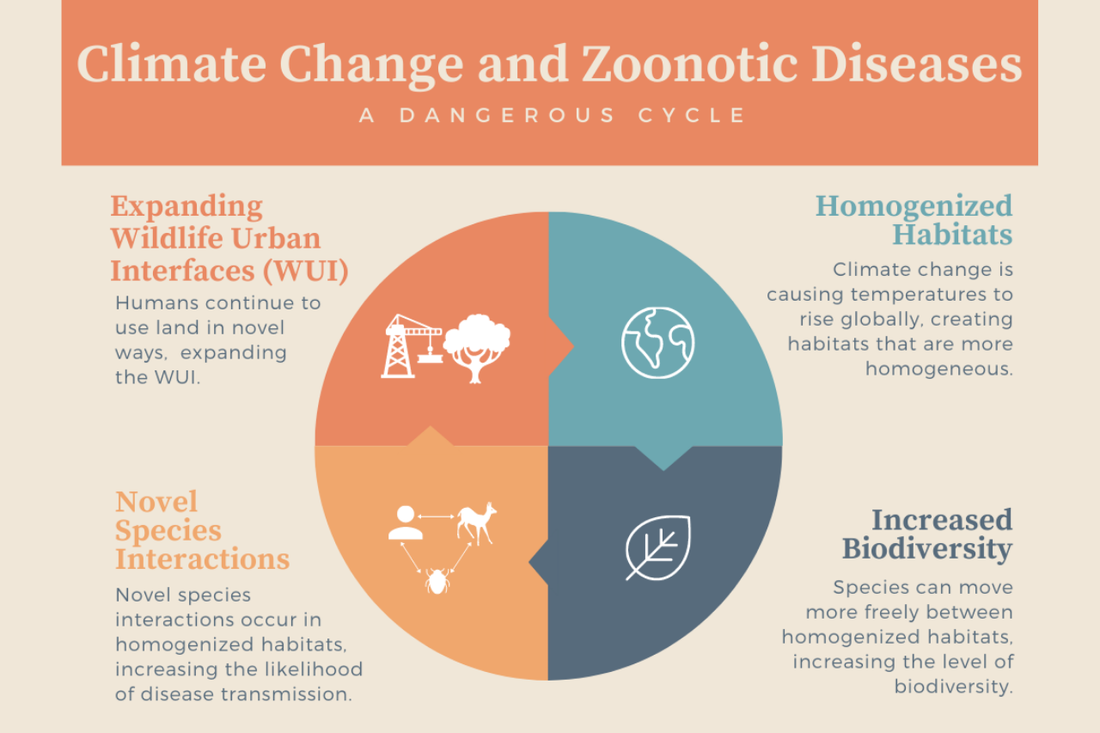 Background photo expanded from Mitigating Climate Change’s Impact on Tick-Borne Zoonotic Disease Emergence - Figure 1: Infographic of the dangerous cycle that climate change creates for zoonotic diseases. Humans expand the wildlife-urban interface, and climate change continues to homogenize habitats, creating areas of increased biodiversity where novel species interactions can occur. These interactions present an increased risk for the spread of zoonotic diseases. Image depicts circle in quarters with chart title: climate change and zoonotic diseases. Subtitle: A dangerous cycle. Quarter 1: Depicts icon of crane and tree. Text reads: Expanding wildlife urban interfaces (WUI), Humans continue to use land in novel ways, expanding the WUI. Leads to Quarter 2: Depicts icon of Earth. Text reads: Homogenized habitats, Climate change is causing temperatures to rise globally, creating habitats that are more homogenous. Leads to Quarter 3: Depicts icon of leaf. Text reads: Increased biodiversity. Species can move more freely between homogenized habitats, increasing the level of biodiversity. Leads into Quarter 4: Depicts icons of network relationship between humans, deer, and ticks. Text reads: Novel species interactions. Novel species interactions occur in homogenized habitats, increasing the likelihood of disease transmission. Leads into Quarter 1.