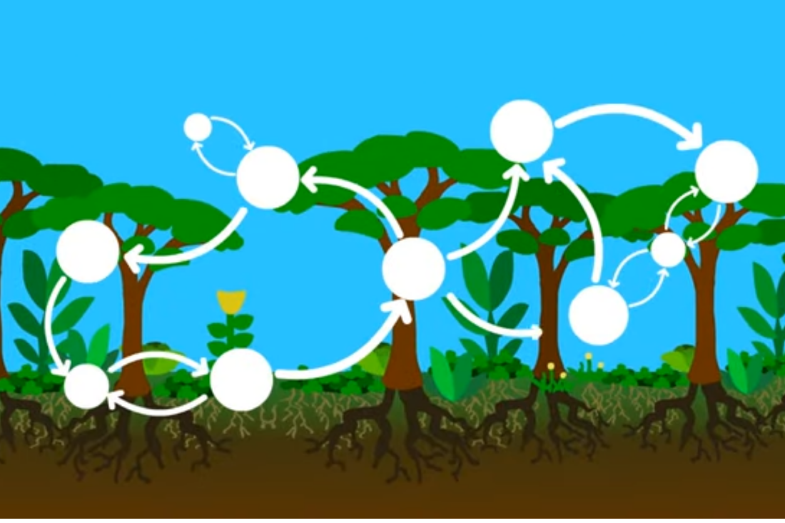 Vector illustration of a agroforest with an overlay of circles with arrow connecting them in a network